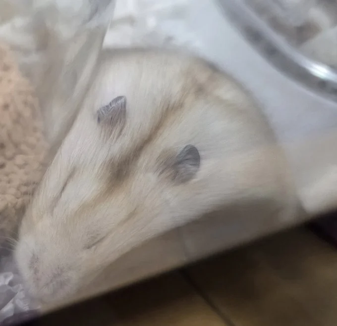 チーズケーキみたいな形のハムスター！▶いろいろな狭いところに挟まりながら寝るのが大好き（⇒次へ）