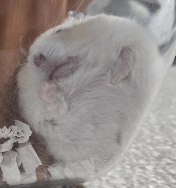 はさまり寝が好きなちゃすけくん▶苦しくないの！？（⇒次へ）