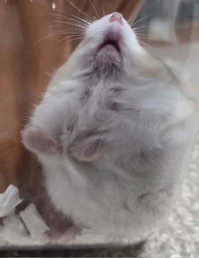 もふもふで可愛い！▶安心していそうな寝姿（⇒次へ）