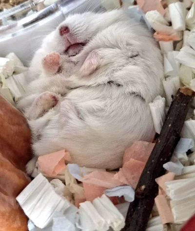 仏ポーズで寝るちゃすけくん▶1歳年上の兄分マーブルくん（⇒次へ）