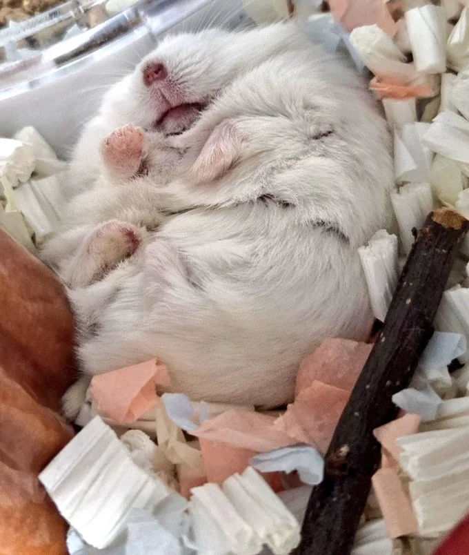 仏ポーズで寝るちゃすけくん▶1歳年上の兄分マーブルくん（⇒次へ）