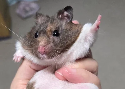 シャキーン！ポーズのマーブルくん▶「ごはんちょーだい」（⇒次へ）