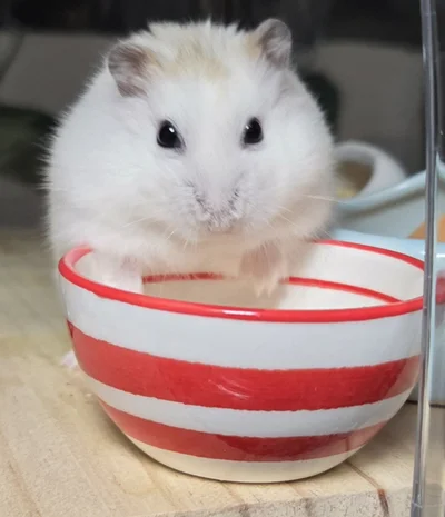 ごはんが欲しいちゃすけくん▶アザラシみたいなハムスター！？（⇒次へ）