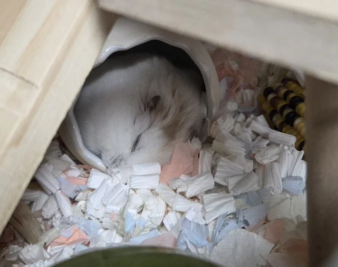 スヤスヤ…▶ヘソ天で寝ている姿も可愛い！（⇒次へ）