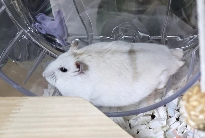 アザラシに見えるちゃすけくん▶とろーんと溶けて…（⇒次へ）