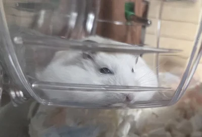 おもちにも見えますね▶どんなポーズも可愛いがいっぱい！（⇒次へ）