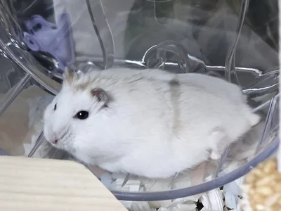 ちいさい後ろ足がキュートです▶まんまる姿のマーブルくん（⇒次へ）