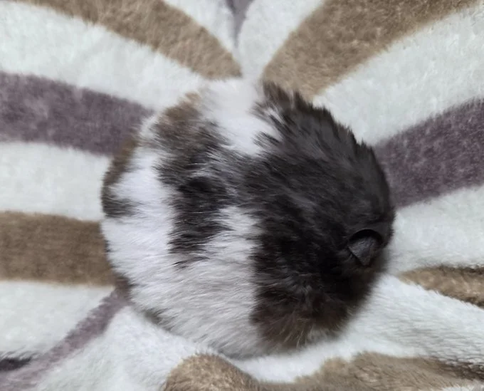 擬態？▶マーブル模様が特徴的なマーブルくん（⇒次へ）