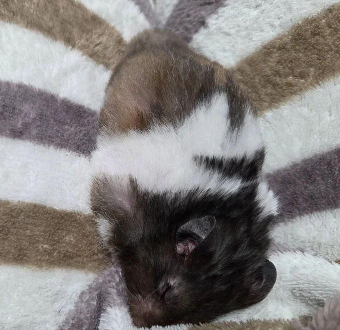 マーブルくん、模様がそっくりです▶カッコイイポーズもしてくれました（⇒次へ）