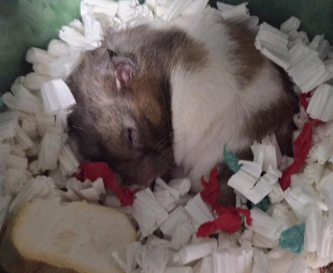 食パンと添い寝するマーブルくん▶ほっぺがとっても可愛い！（⇒次へ）