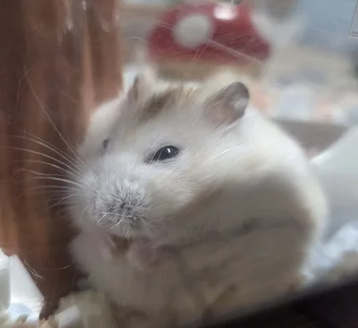 まるまるとしたちゃすけくん▶おめめを閉じたちゃすけくん（⇒次へ）