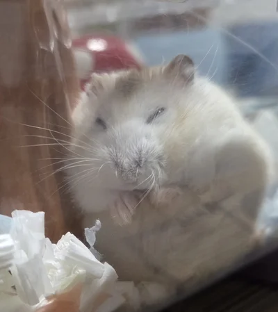 つむったおめめがかわいいですね▶ハムスター可愛いのおしり（⇒次へ）