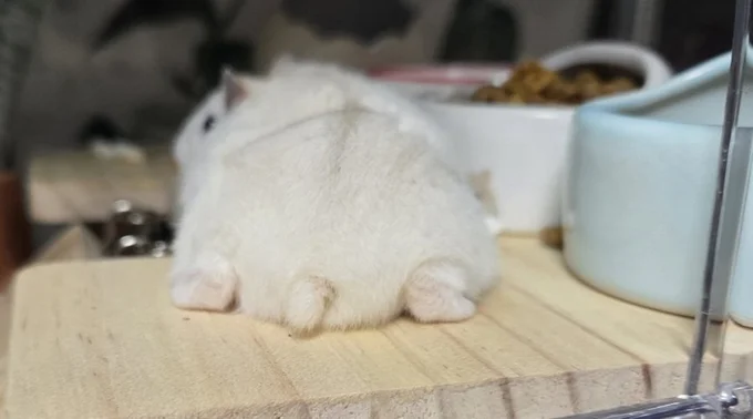 ちゃすけくん魅惑のおしり▶どの角度から見ても癒される！（⇒次へ）