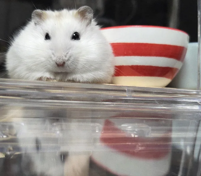 かわいいお顔でみつめるちゃすけくん▶目が合った…！（⇒次へ）