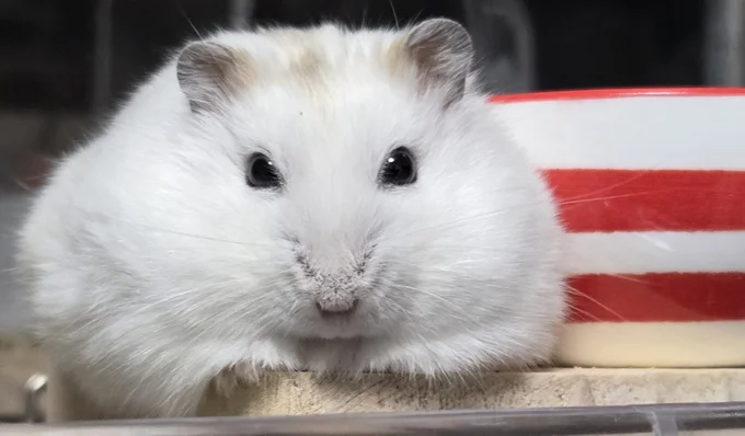 じっ…（⇒次からは、ハムスターを愛しすぎる飼い主が小さなかわいい相棒との日々を描いたマンガ『はむはむづくし2』の試し読みができます！）