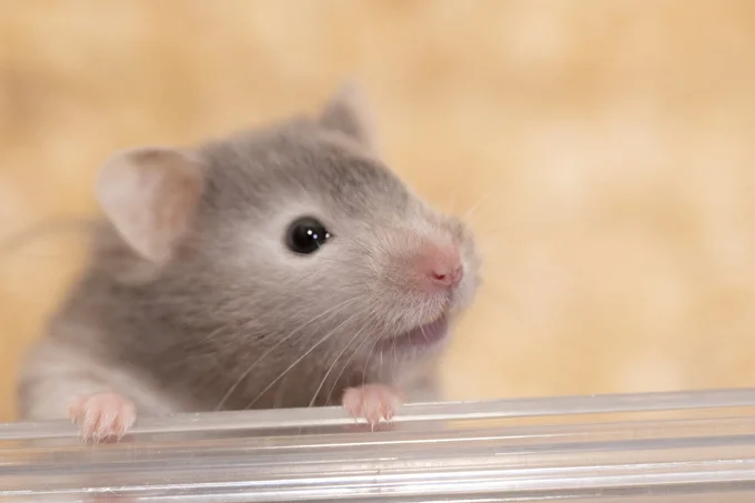 小さくてかわいいハムスター