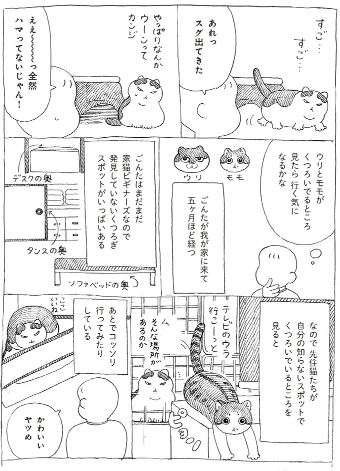 『野良猫ごんた、家猫になる』より