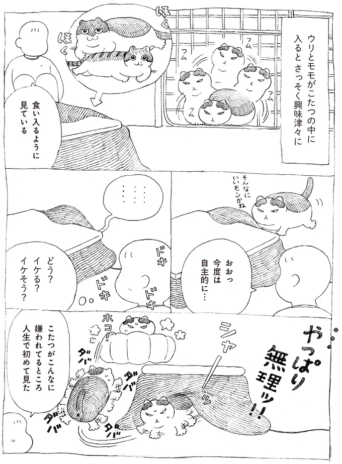 『野良猫ごんた、家猫になる』より