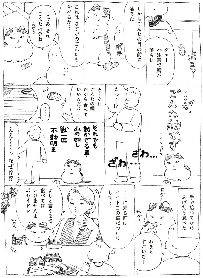 『野良猫ごんた、家猫になる』より