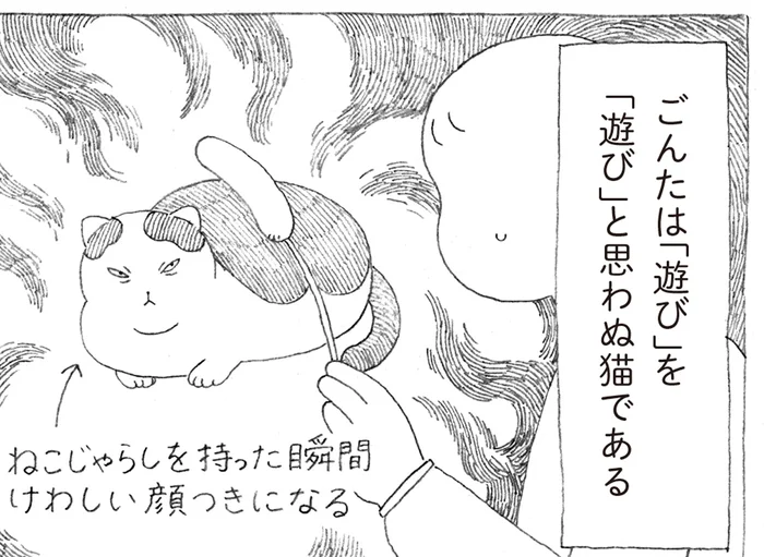 猫じゃらしを狙う殺し屋のような目をした猫！しかしすぐバテる