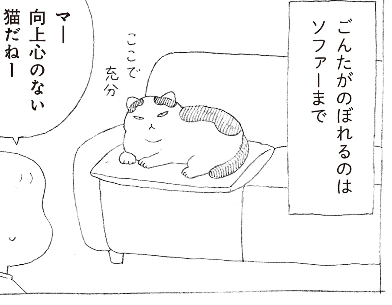 キャットタワーをガン無視する猫！？高いところにのぼらない理由