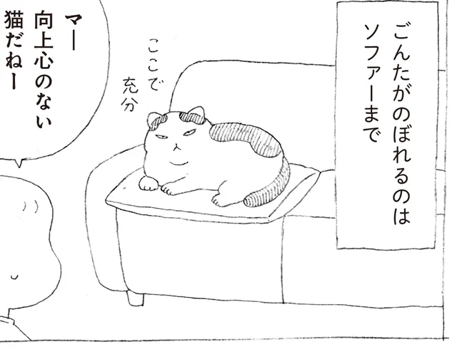 キャットタワーをガン無視する猫！？高いところにのぼらない理由