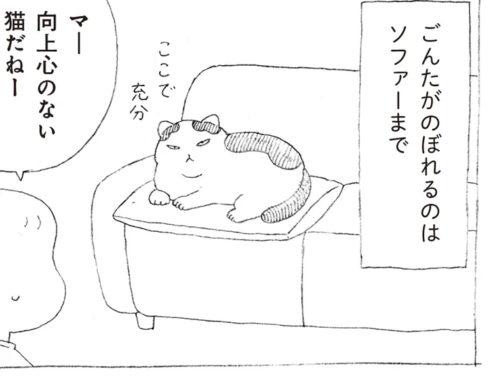 キャットタワーをガン無視する猫！？高いところにのぼらない理由