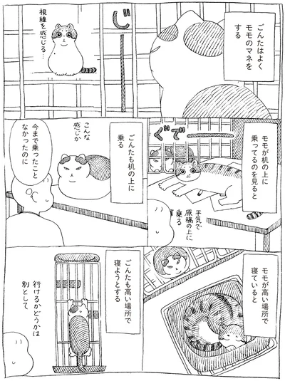 ごんたはよくモモのマネをする