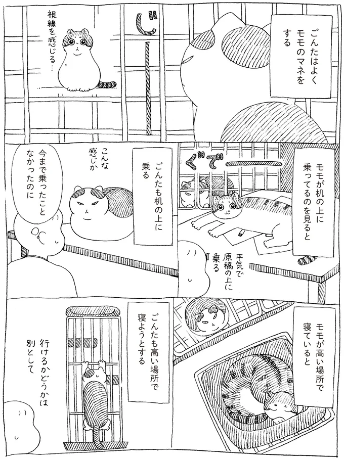 ごんたはよくモモのマネをする