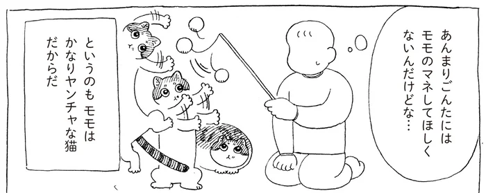 新入り猫は真似て欲しくない！やんちゃざかりの先住猫