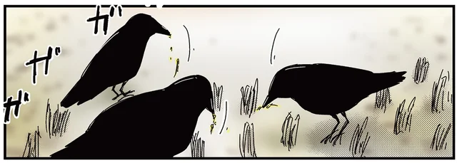秋が深くなり、田んぼで見られる光景。カラスが集まってすることとは？