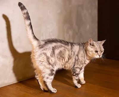 人が家にいることが普通になって、トトちゃんが分離不安のようになったのだとか…