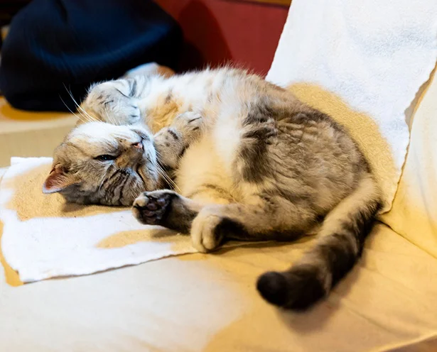 猫を飼うようになって、角田さんが思ったことは？