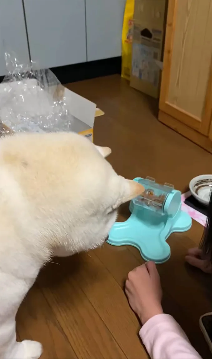 自分でカリカリを食べれるように買った給餌器と対面▶レクチャータイム、スタート！（⇒次へ）