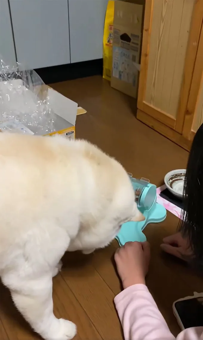 カリカリの出し方を見つめたまつちゃんは…▶完全に理解しました（⇒次へ）