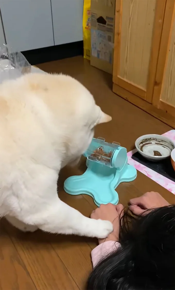 再タッチ「ここ押すんじゃないんですか…？」▶いつまでも出てこないカリカリに…（⇒次へ）