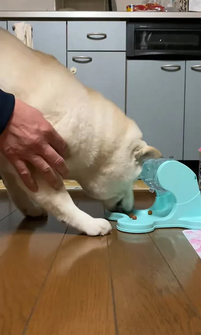 給餌器からカリカリを取り出すことに成功！▶届かない…？（⇒次へ）