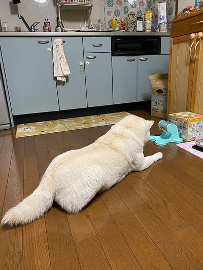 「カリカリでてこないなあ…」▶訓練の成果は？（⇒次へ）