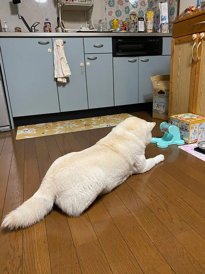 「カリカリでてこないなあ…」▶訓練の成果は？（⇒次へ）