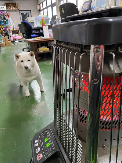 まつ店長「さむいけどしごとやるで」▶愛おしい瞬間（⇒次へ）