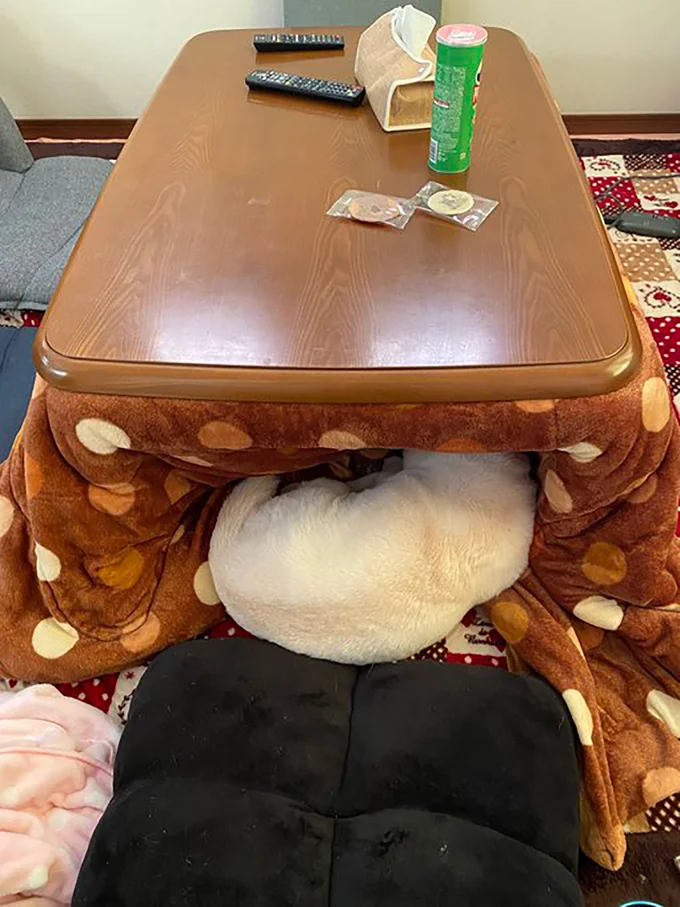 こたつにめり込んで丸まるまつちゃん▶気配を感じて…（⇒次へ）