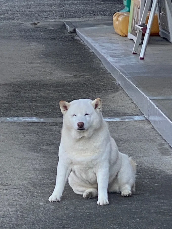 これはかわいい…▶▶（次画像から「かわいすぎる」「癒される」とSNSで大バズりの柴犬ぽんちゃんのイラスト日記『柴犬ぽんちゃん、今日もわが道を行く2』が読めます）