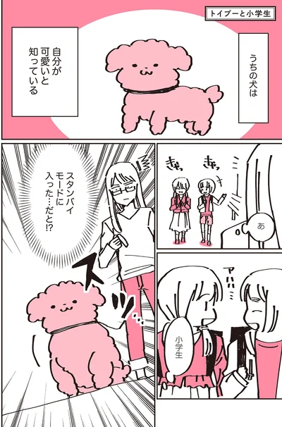 『うちのトイプーがアイドルすぎる。』より