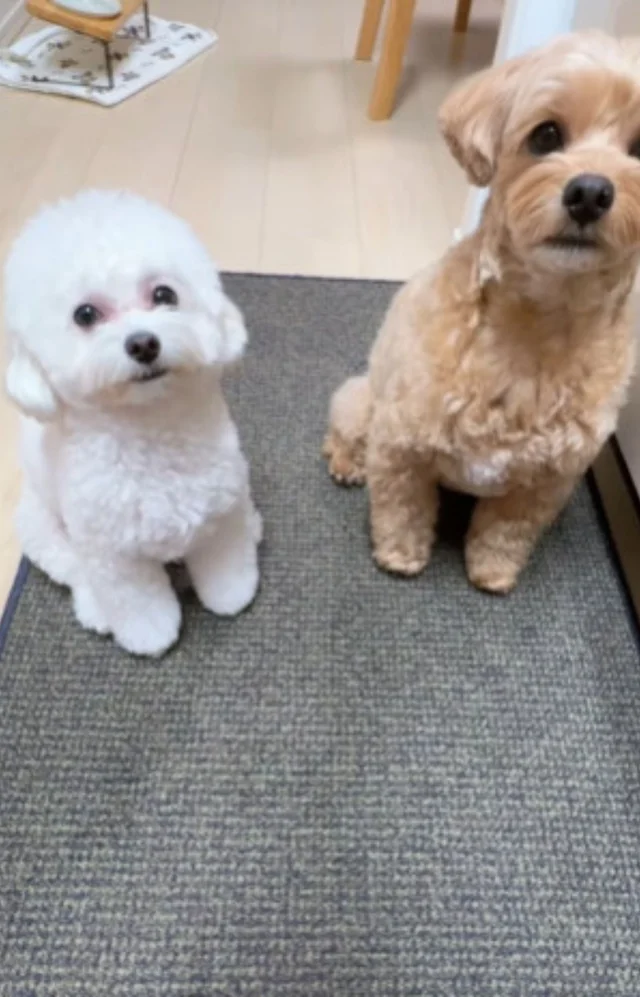 【2.5万いいね】お兄ちゃんの真似をしたいのに…！技の披露ができない妹マルプーがとった行動