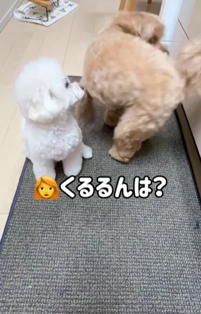 一回転を披露する兄”まおちゃん”▶「ちろちゃんは？」と聞くと…（⇒次へ）