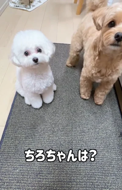 一回転ができない妹”ちろちゃん”▶兄が再び披露するので…（⇒次へ）