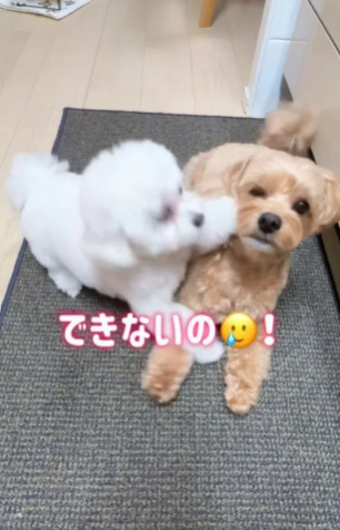 ヤキモチを焼き兄にアタック▶一回転はできないけど…（⇒次へ）