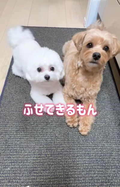 「伏せならできるもん！」と対抗▶何度も一回転を披露されて…（⇒次へ）