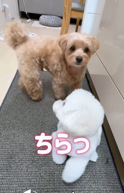 兄が気になってチラ見▶初めて兄と離れた日は…（⇒次へ）