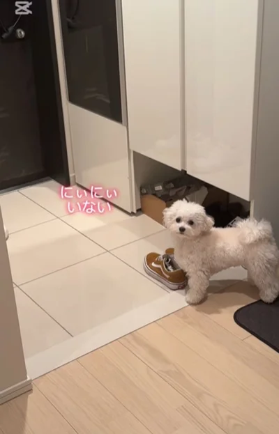 まおちゃんの帰宅を健気に待つ、ちろちゃん▶実は一回転を成功させていた…！？（⇒次へ）